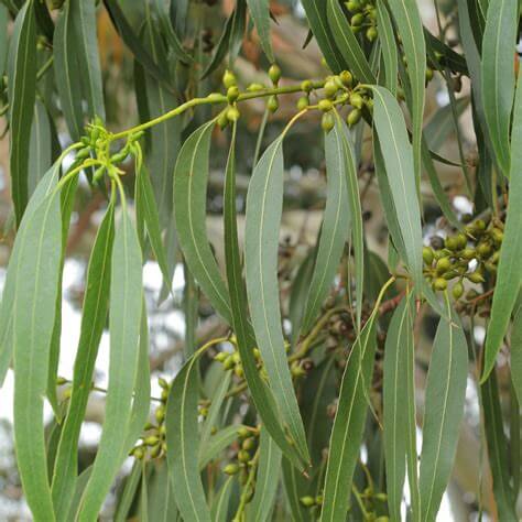 Luminessence Eucalyptus Scented Wax Melts 2Pk; 12 Melts Total